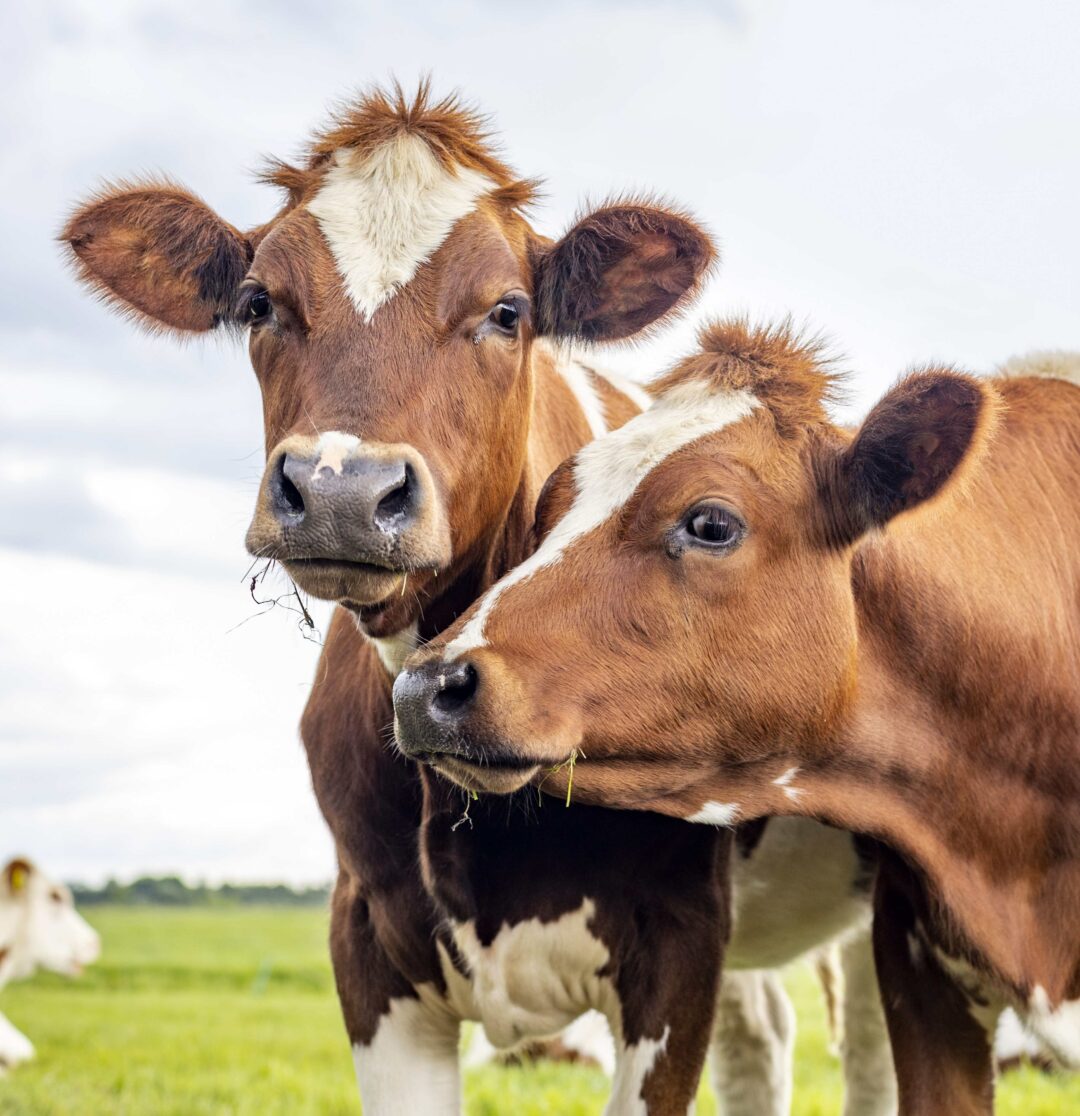 3 Cows Grazing_cropped