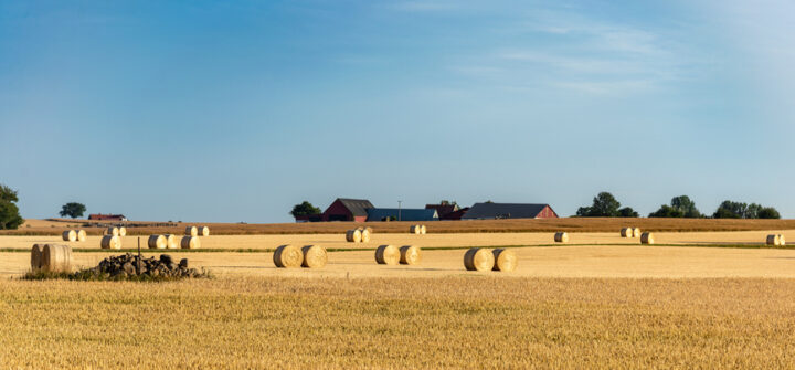 Hay Rolls in a farm field. Harvest concept.