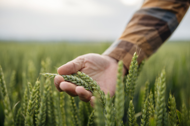 Unrecognizable male farmer touching his wheat crop.