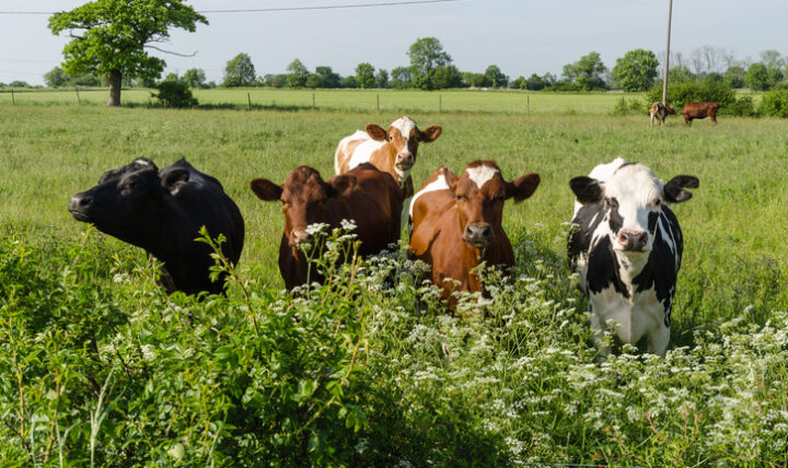 Curious cattle in lush greenery